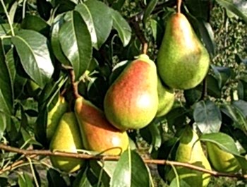 Armut Santamaria